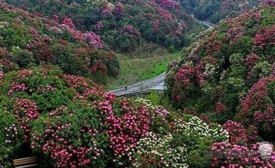 百里杜鹃风景名胜区介绍 门票价格及旅游时间 昆明至百里杜鹃自驾游路线