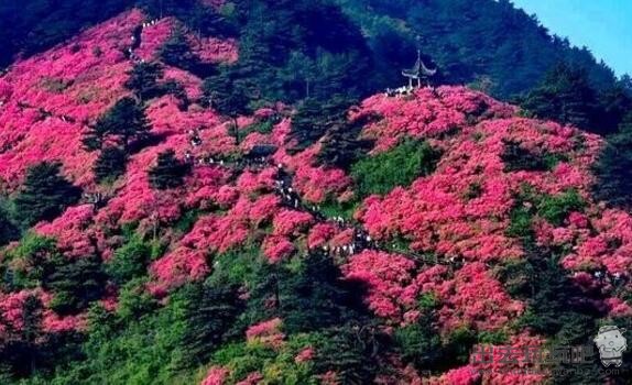 百里杜鹃风景名胜区介绍 门票价格及旅游时间 昆明至百里杜鹃自驾游路线