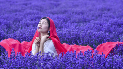 霍城薰衣草花海观赏攻略-霍城薰衣草简介