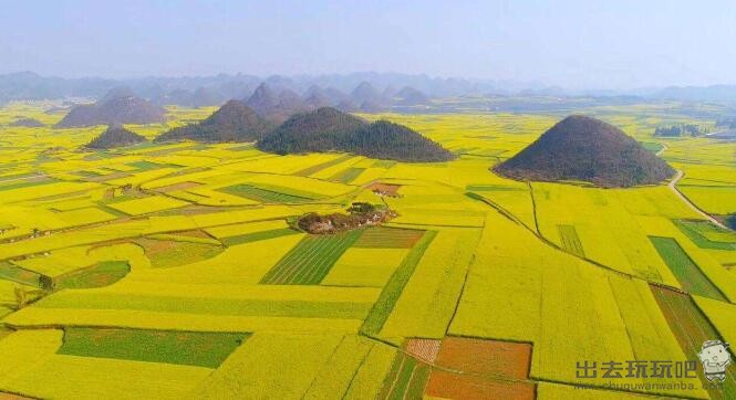 罗平油菜花什么时候最美？罗平油菜花观赏攻略来收藏