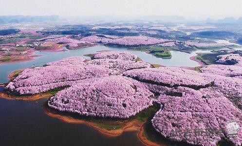 平坝樱花旅游攻略（平坝樱花门票多少钱?平坝樱花附近住宿推荐）