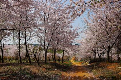 平坝樱花旅游攻略（平坝樱花最佳观赏时间+门票多少钱？平坝樱花园预约流程+住宿推荐+交通攻略）