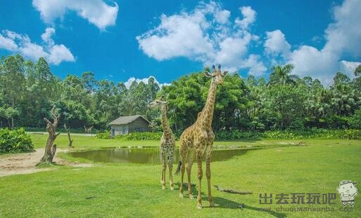 长隆野生动物世界旅游攻略（长隆野生动物世界门票价格）