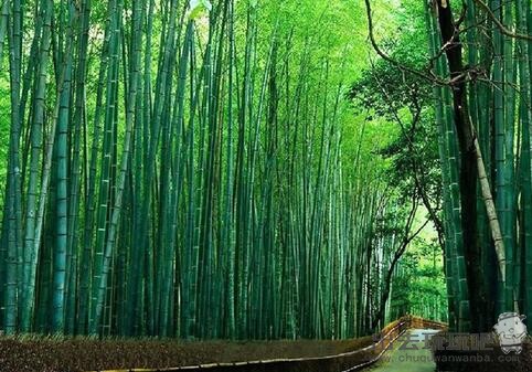 江苏常州溧阳南山竹海一日游旅游攻略