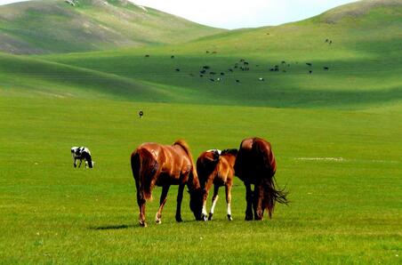 内蒙古陈巴尔虎旗呼伦贝尔大草原一日游旅游攻略