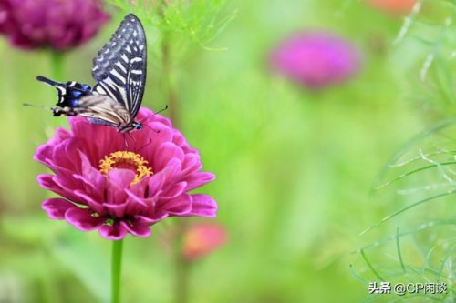 室内拍花用什么镜头o-近距离拍花用什么镜头