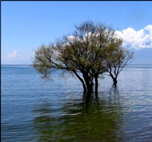 洱海里的树是什么树-洱海边种的是什么树