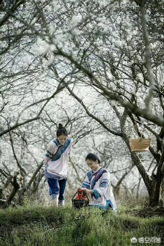如何拍摄梨花中的人