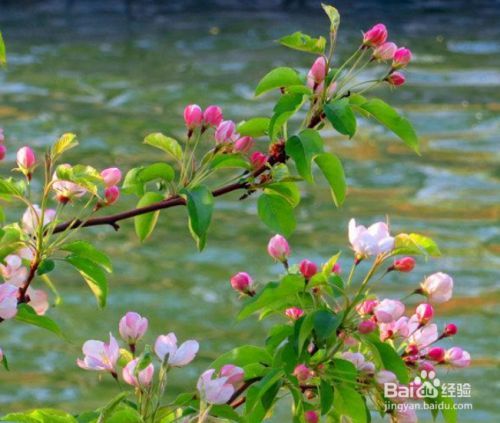 海桌花怎么使升花多