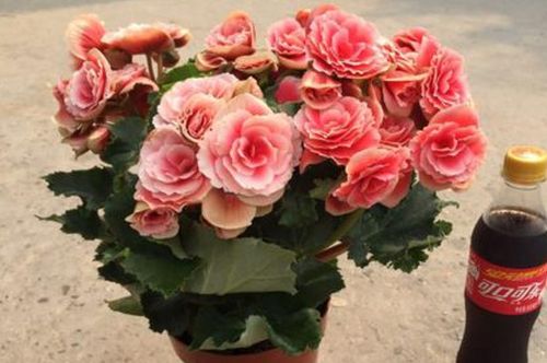 海桌花怎么使升花多