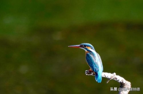 70-200佳能f2.8怎么样？佳能70 200 f2.8重量