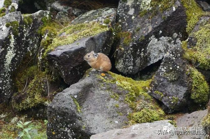 大兴安岭阿尔山旅游攻略体验17度的夏天