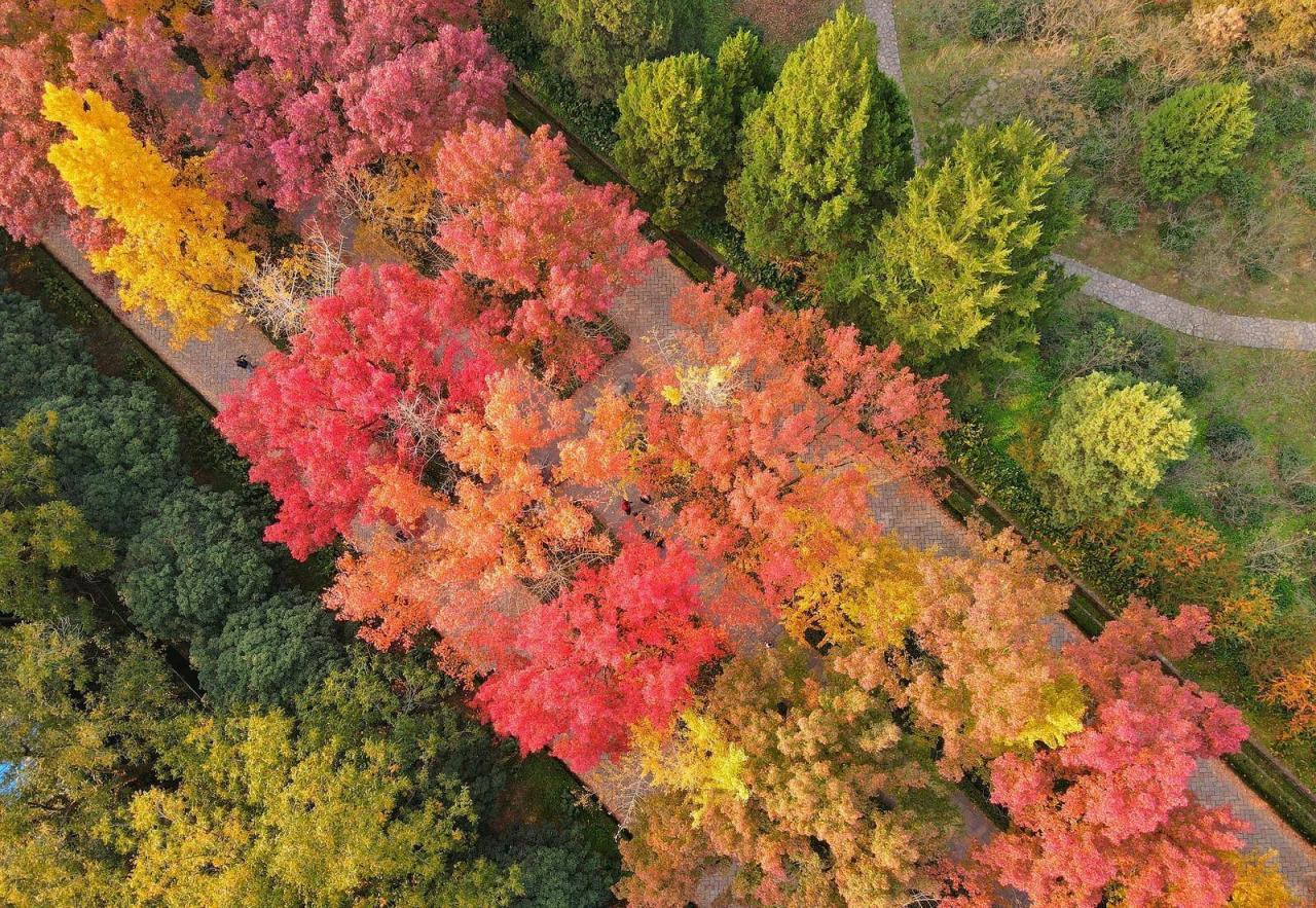 最美南京600米梅花山秋色石象路