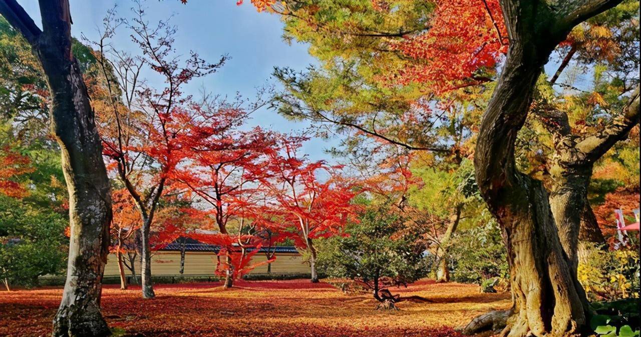 黄冈被誉红叶第一村，景色不输北京香山