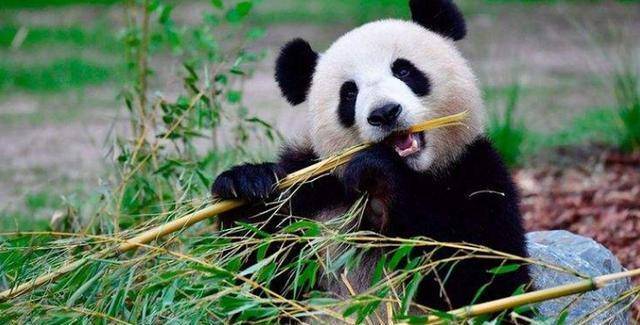 中国养的大熊猫比较脏，但是在日本的却很干净