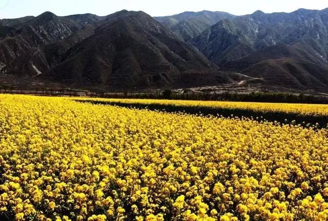 赏油菜花距太原2小时，5个地方将美成画