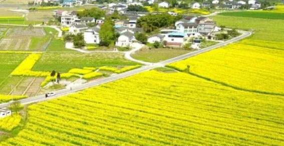 国内赏油菜花胜地推荐，除了江西婺源油菜花你还看过哪些？