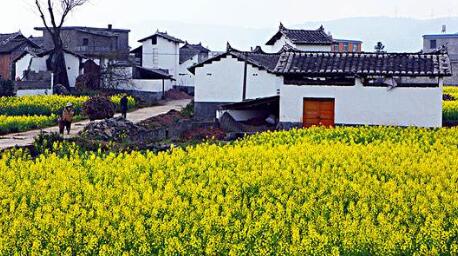 国内赏油菜花胜地推荐，除了江西婺源油菜花你还看过哪些？