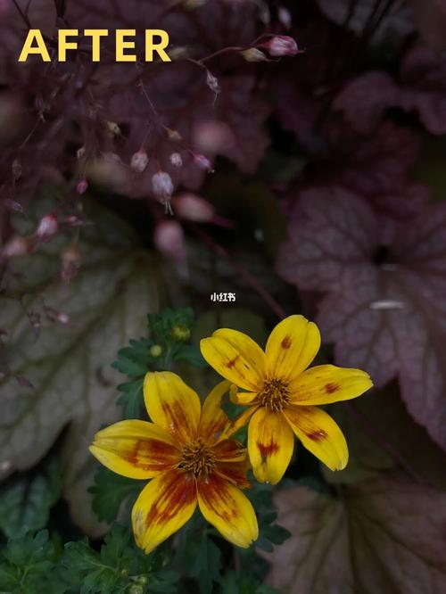 苹果手机怎么把人拍的很美-苹果手机怎么拍1:1视频