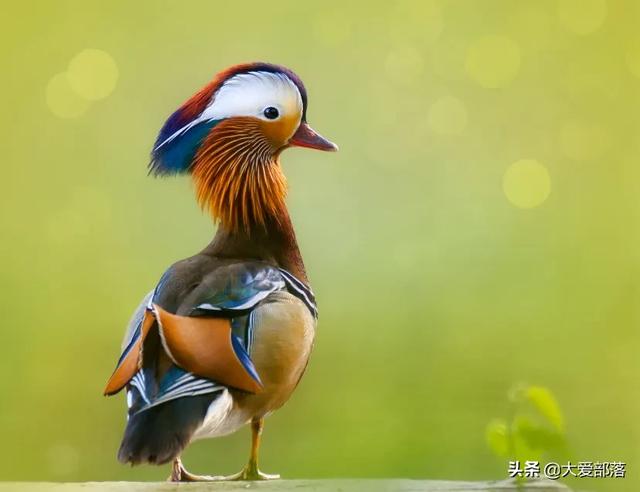 相机怎么拍细节图？佳能相机如何拍细节图