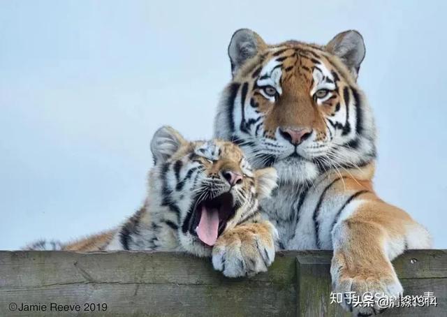 结婚冲蛇是什么意思？结婚当天有蛇来是什么意思