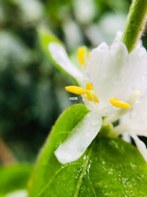 雨天如何手机拍照