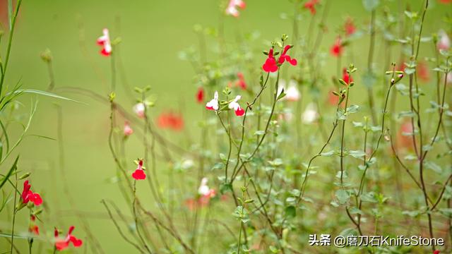 如何拍摄虚化效果-拍摄视频如何虚化背景