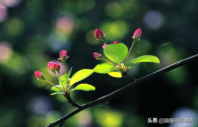 佳能550d怎么录像-佳能550d怎么录像