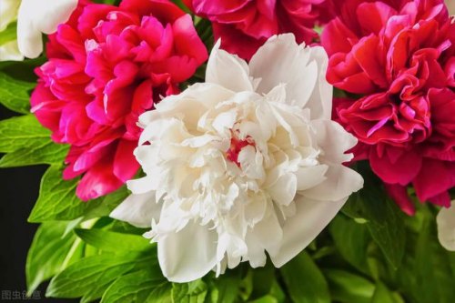 双喜是朵花 是什么意思-这朵花送给你 祝你快乐是什么意思