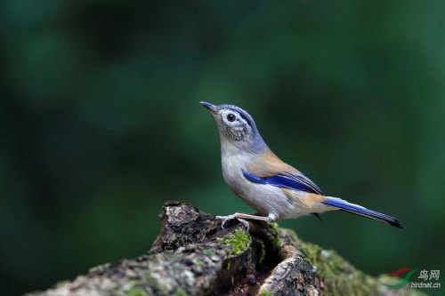 蓝翅叶鹎鸟怎么养
