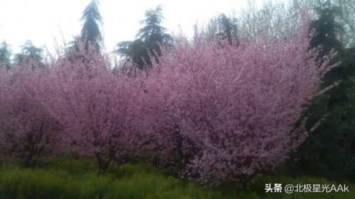 手机如何拍出虚化背景图片？