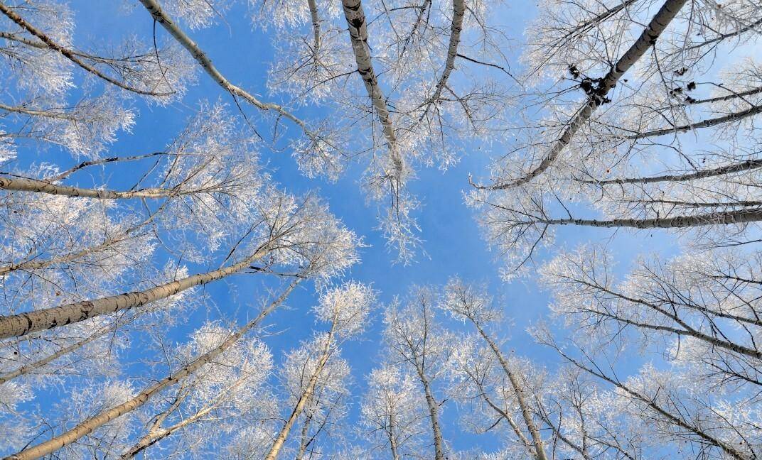 北方白茫茫的雪景在暖阳显得格外耀眼