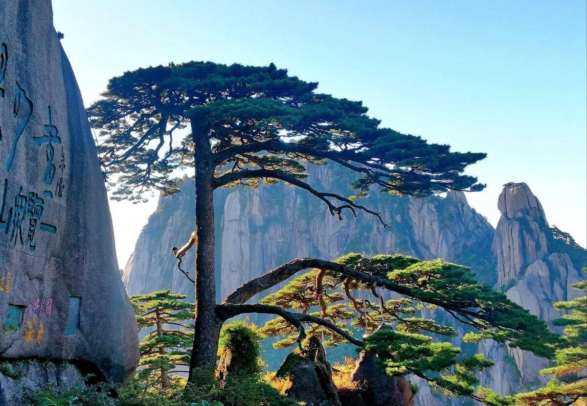 黄山迎客松为什么出名？颜值高寓意好
