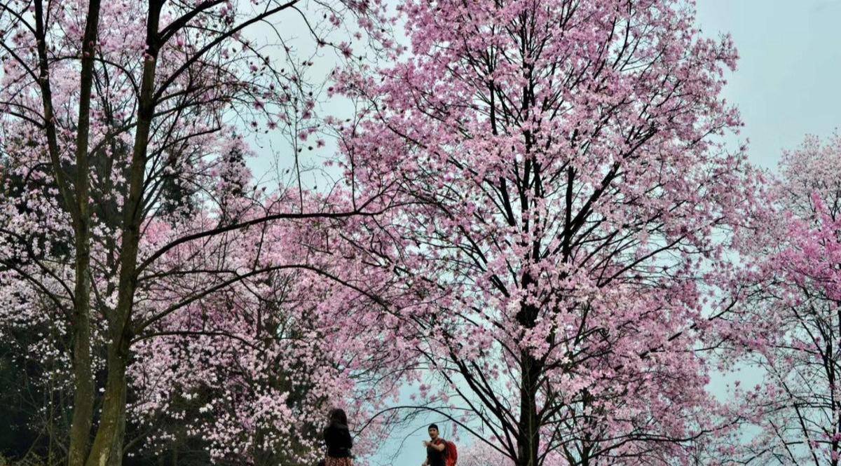 药王谷成了无边无际的花山花谷花海