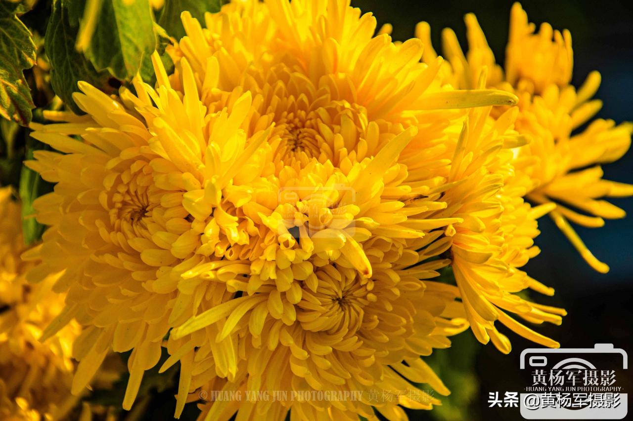 当万物渐渐凋零，菊花却越发的美艳多姿