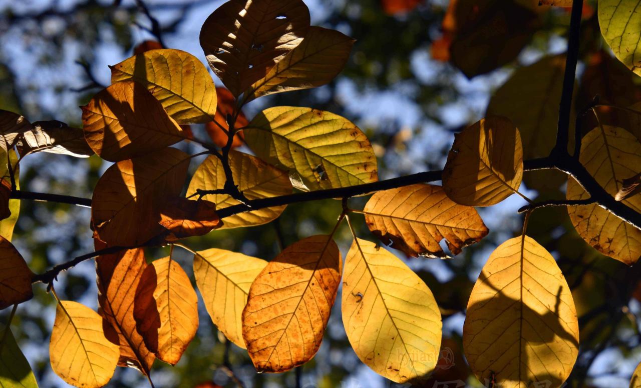秋冬季节逆光下的玉兰树叶可以说是多彩斑斓