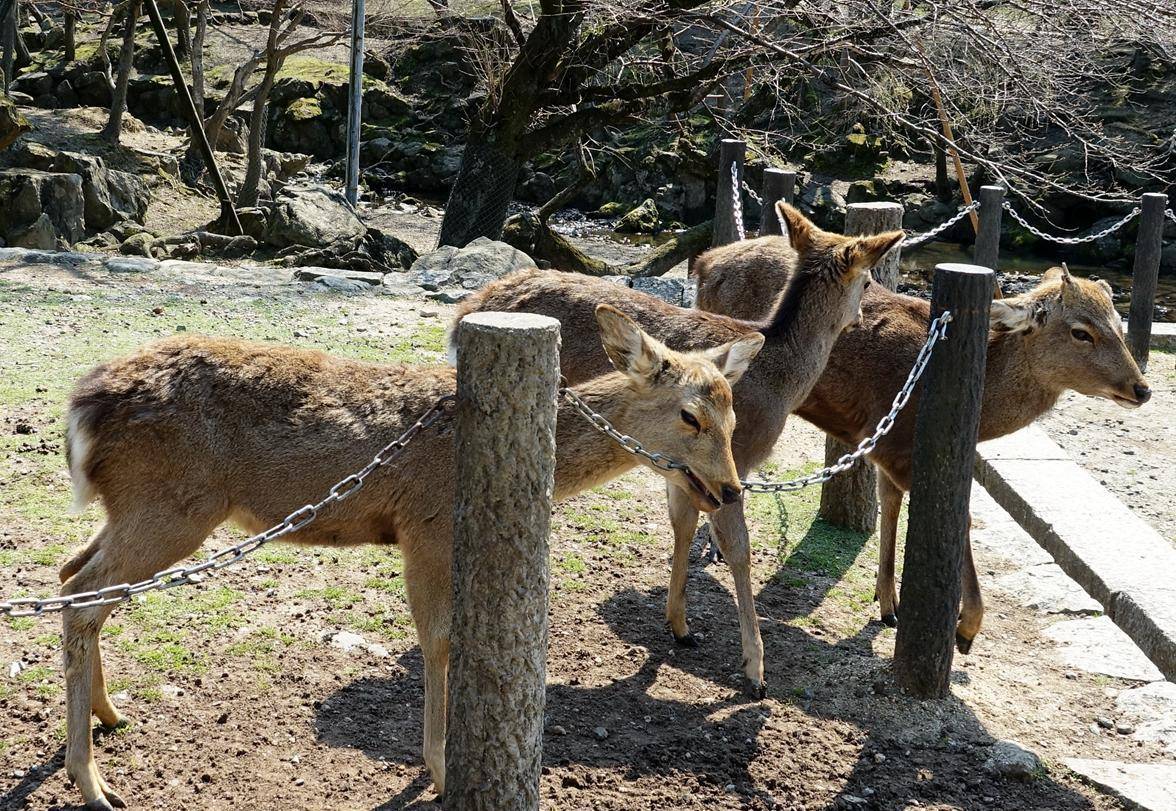 日本奈良公园游玩介绍，奈良公园看鹿喂仙贝