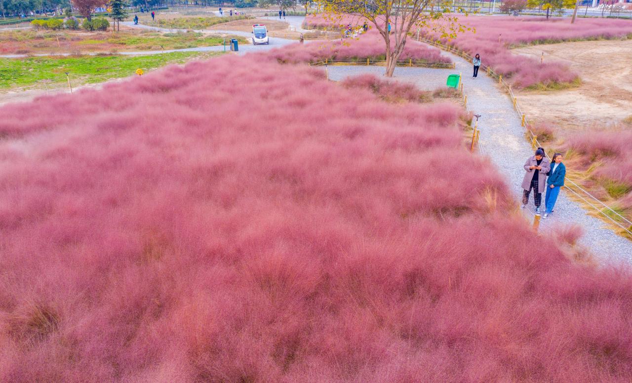 郑州粉黛花海在哪里？郑州粉黛花海打卡地推荐