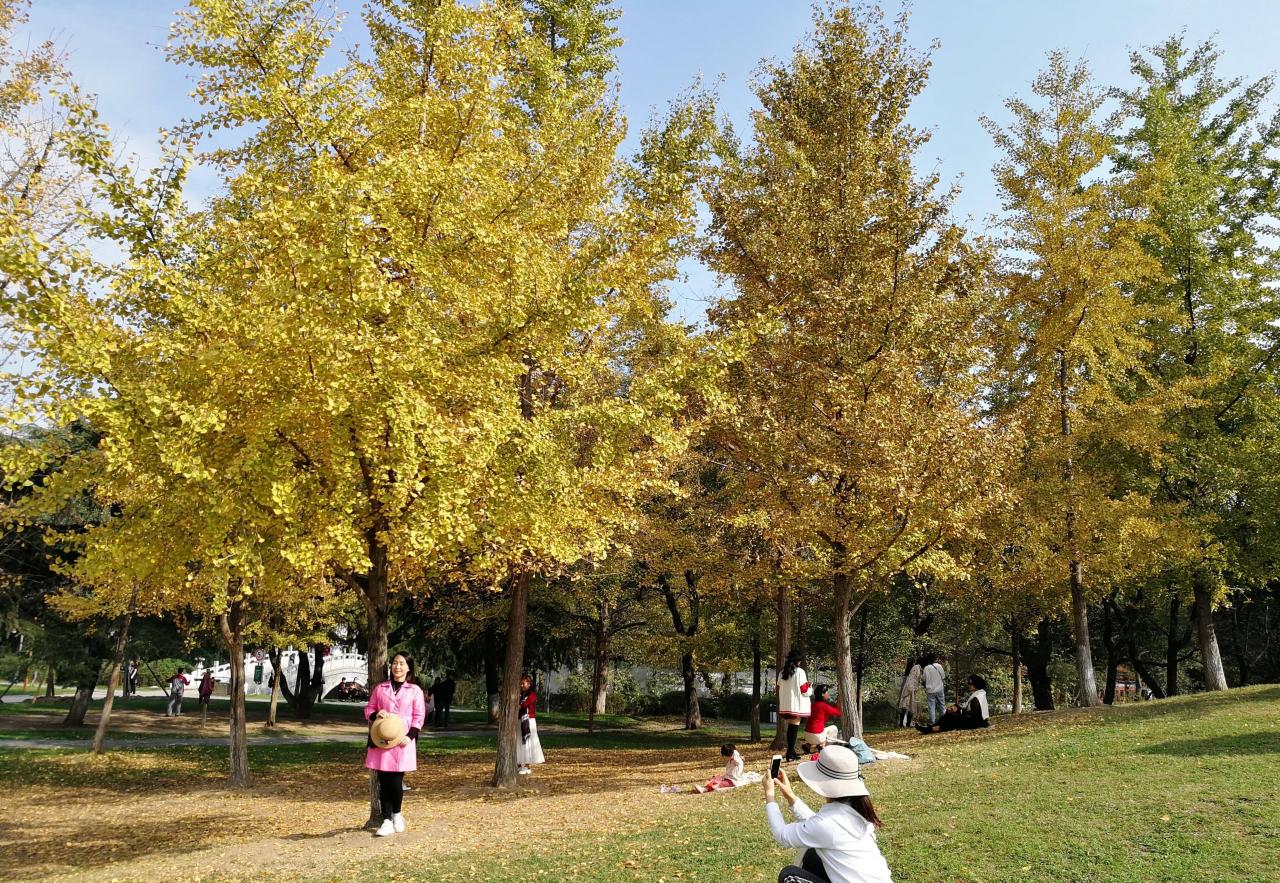 武汉市看银杏的地方有哪些？武汉赏银杏旅游景点推荐