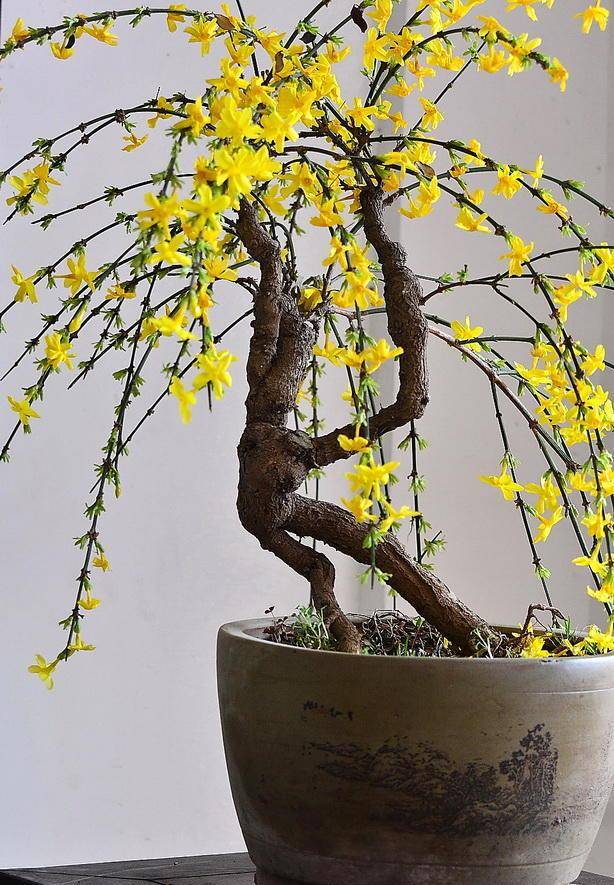 盘点4种冬天盛开的花，到了年关就怒放