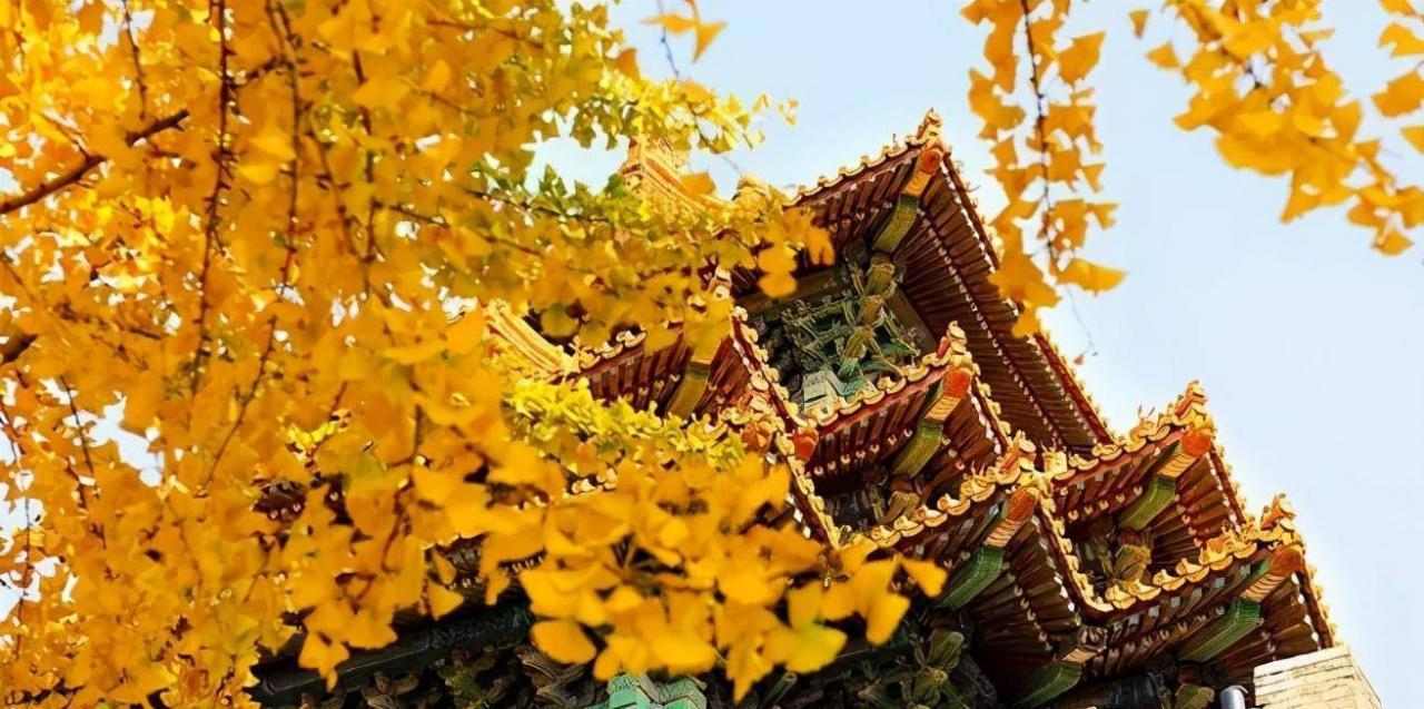 北京看银杏叶最佳的地方-北京看红叶的地方盘点