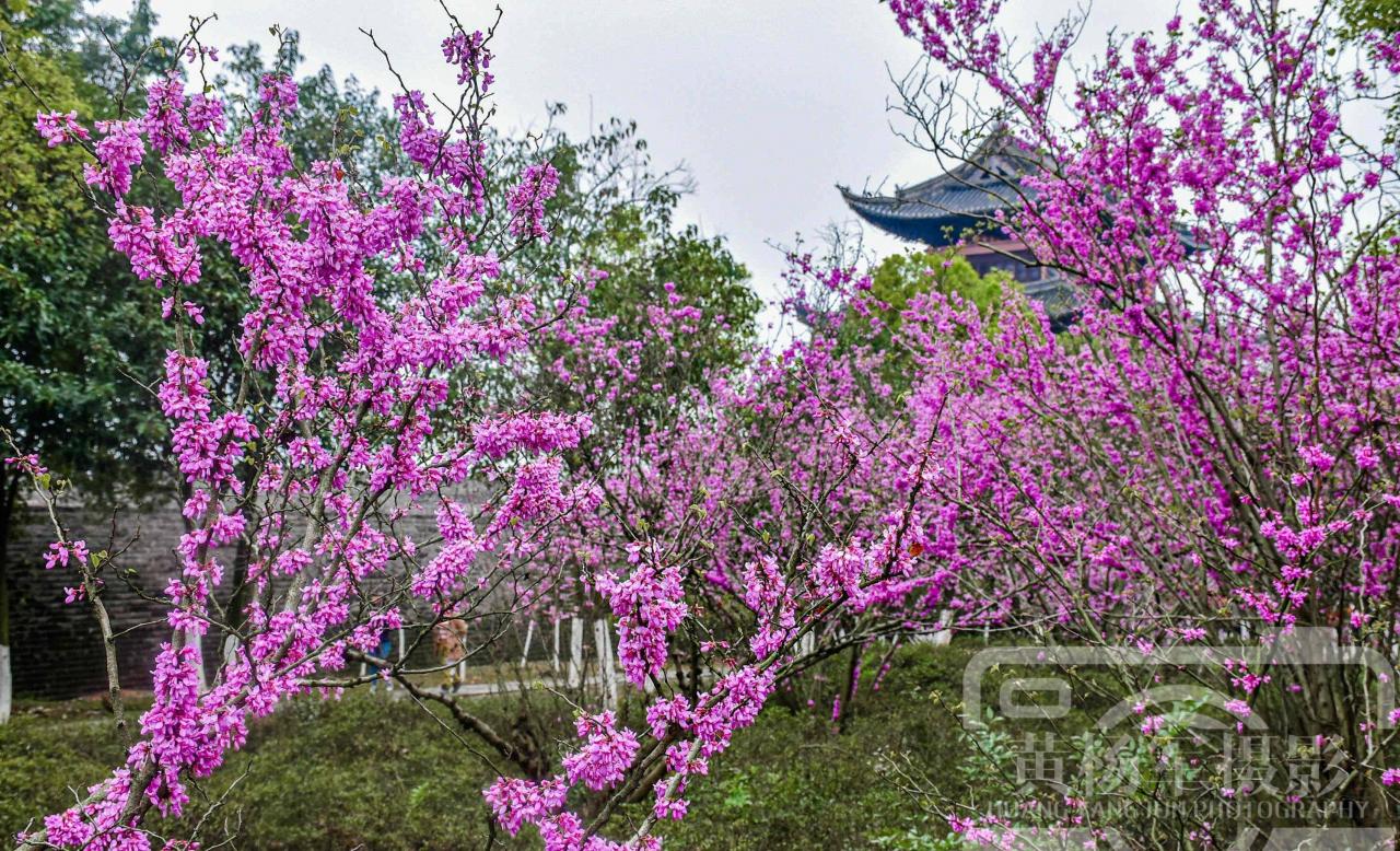感受紫荆花的绽放，苍劲虬曲之感跃然眼前