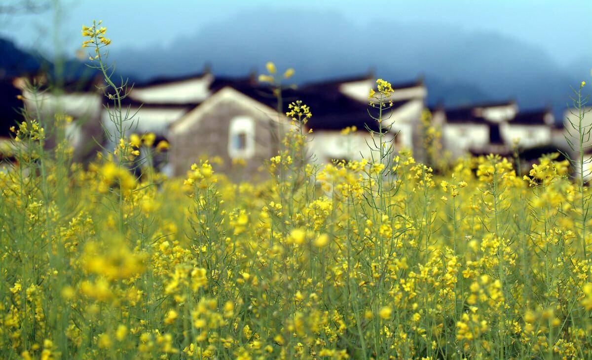 江西婺源思溪村游玩介绍，《聊斋》《青花》的拍摄地